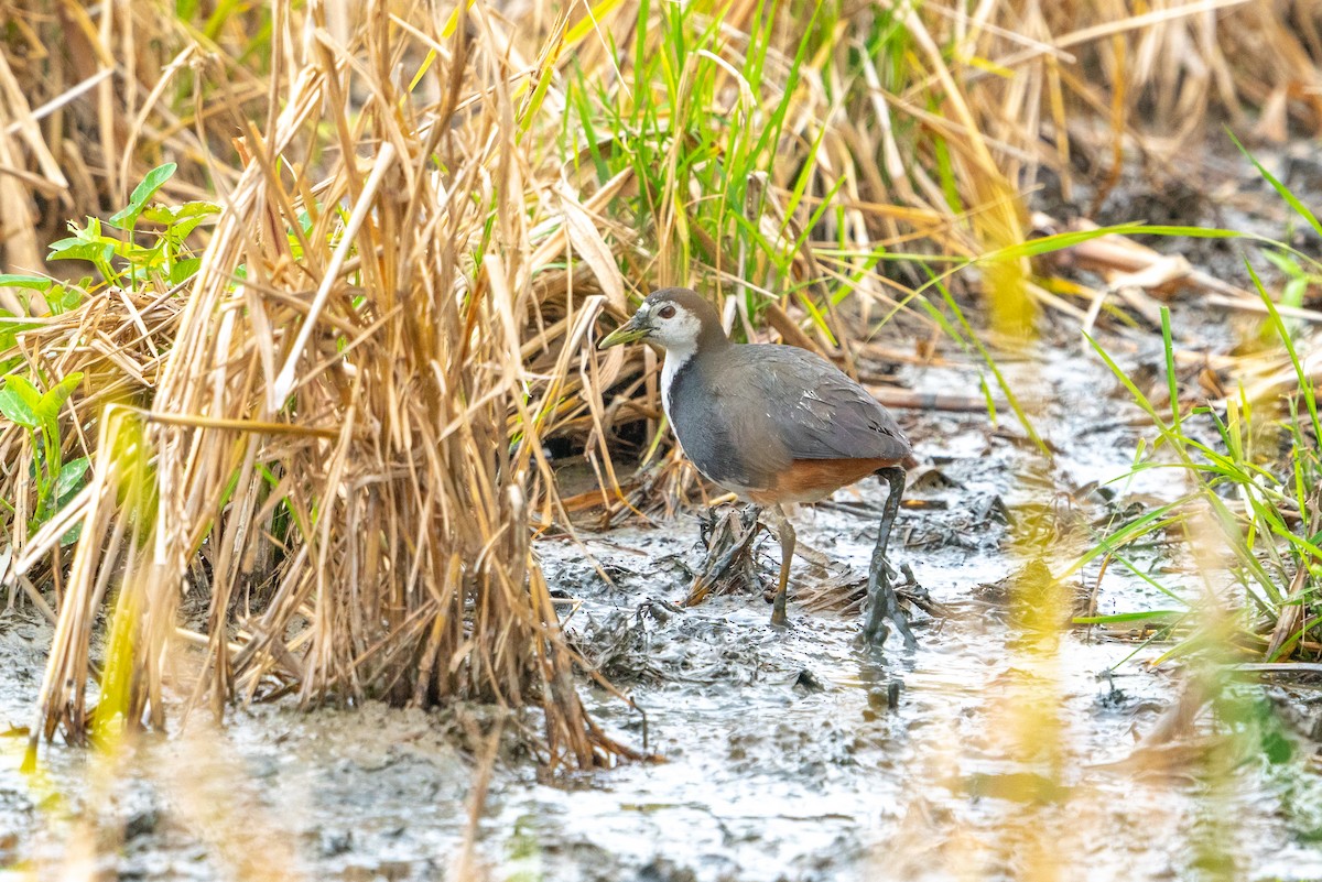 White-breasted Waterhen - ML646521430