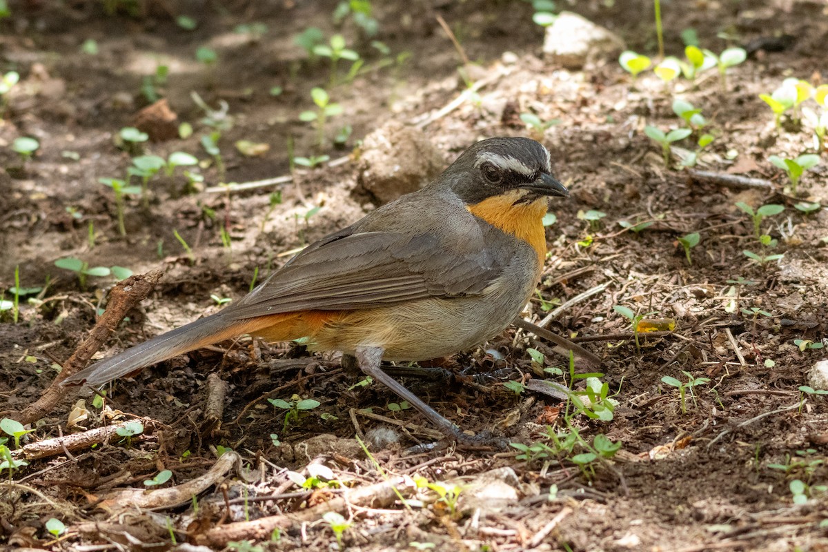 Cape Robin-Chat - ML646521432