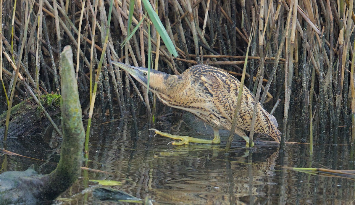 Eurasian Bittern - ML646521436