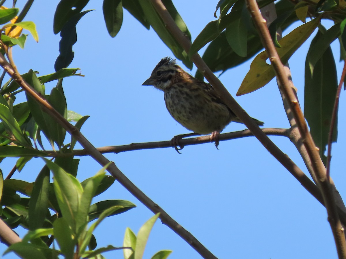 Rufous-collared Sparrow - ML646521437