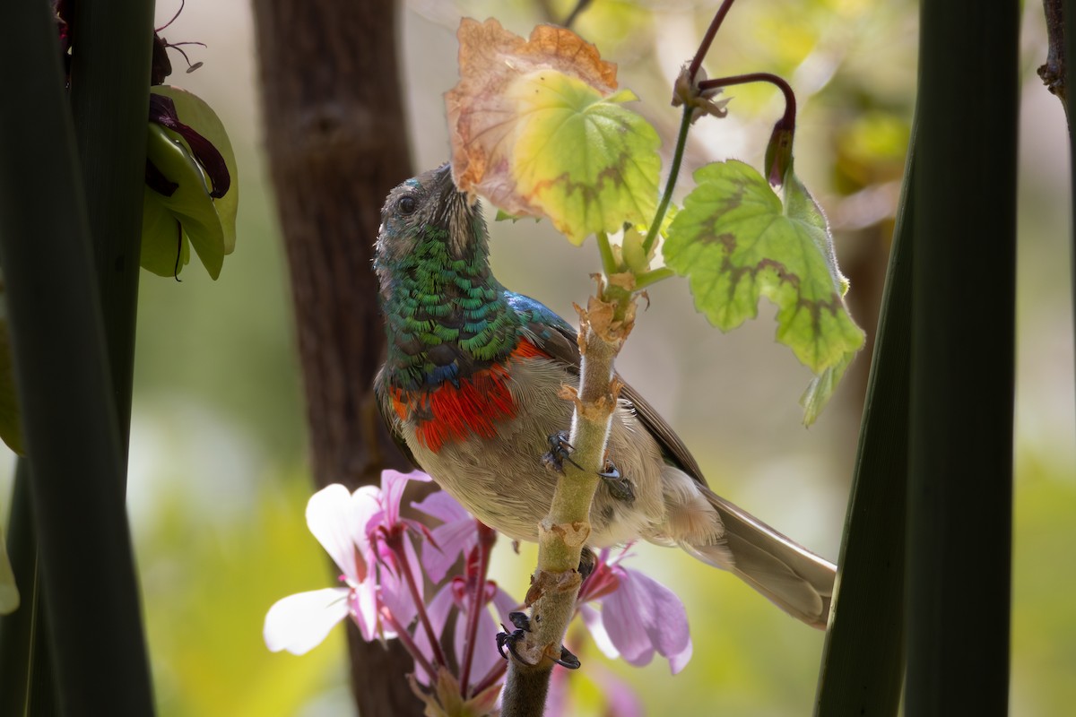 Southern Double-collared Sunbird - ML646521440