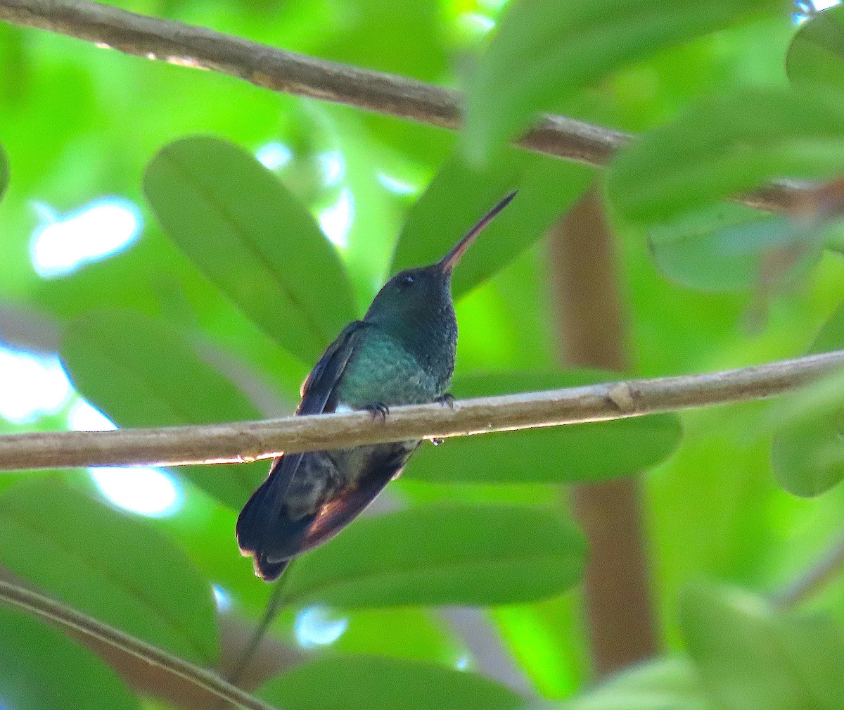 Ariane de Hoffmann - ML646521441