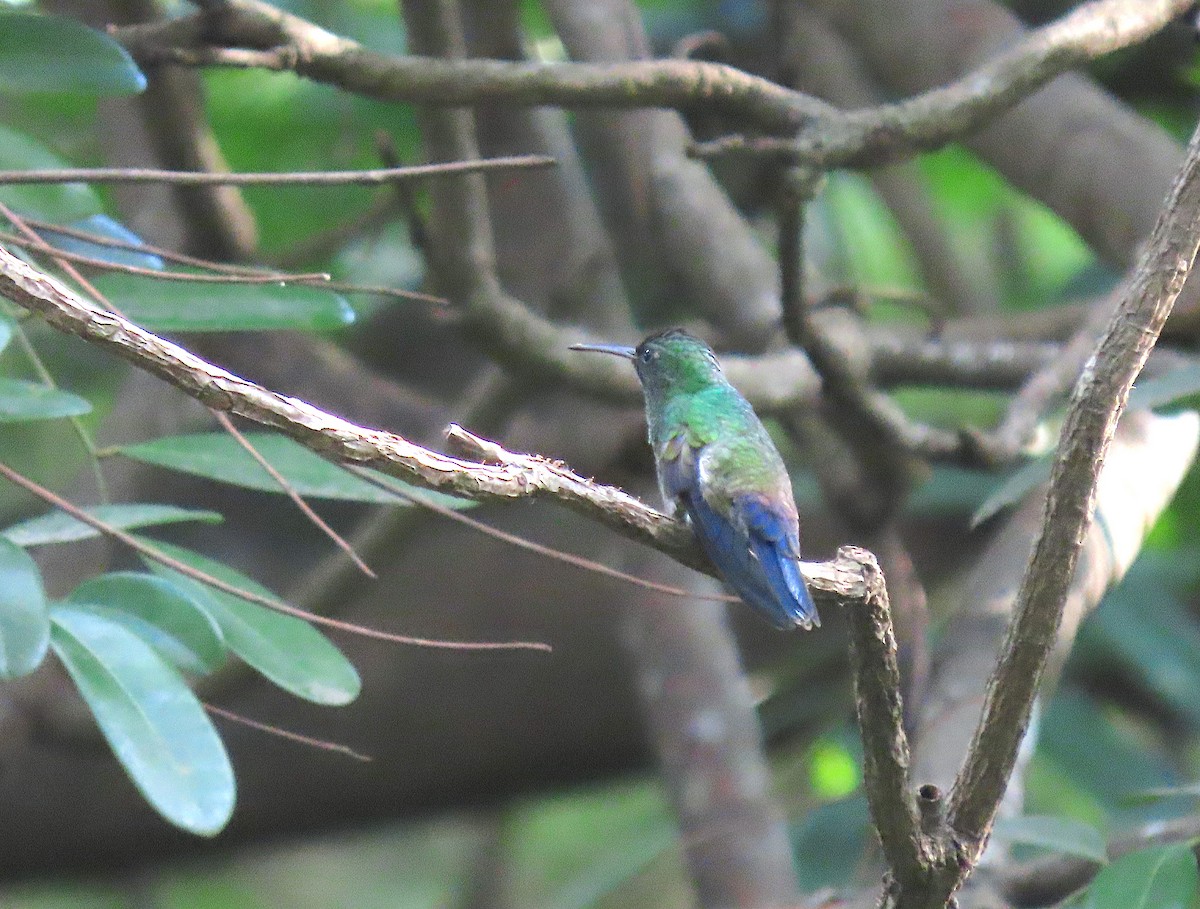 Ariane de Hoffmann - ML646521442