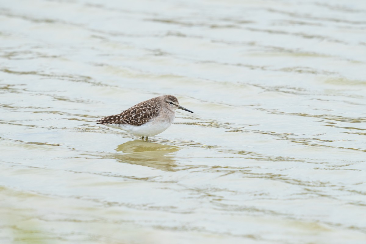 Wood Sandpiper - ML646521443