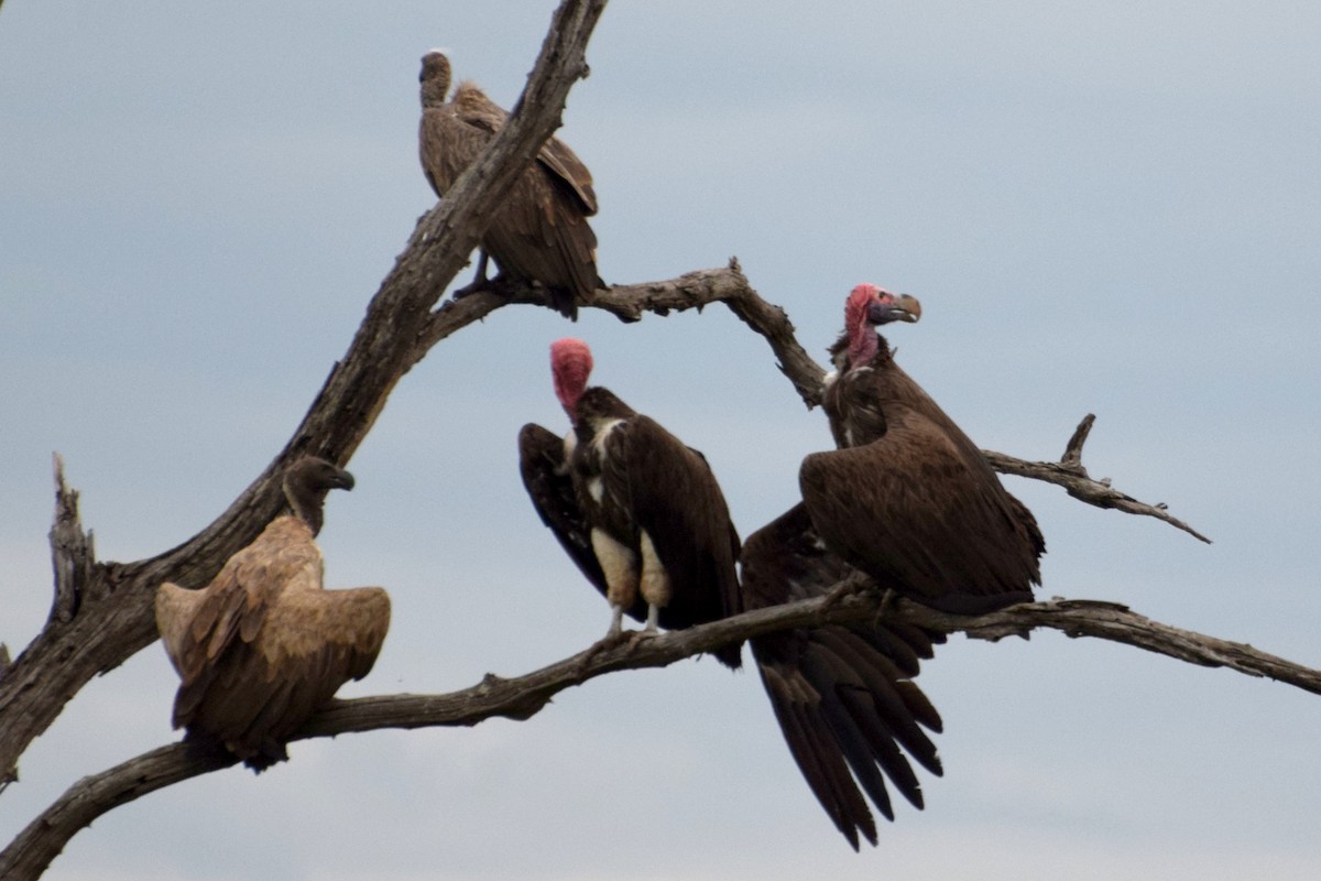 øregribb - ML646521445