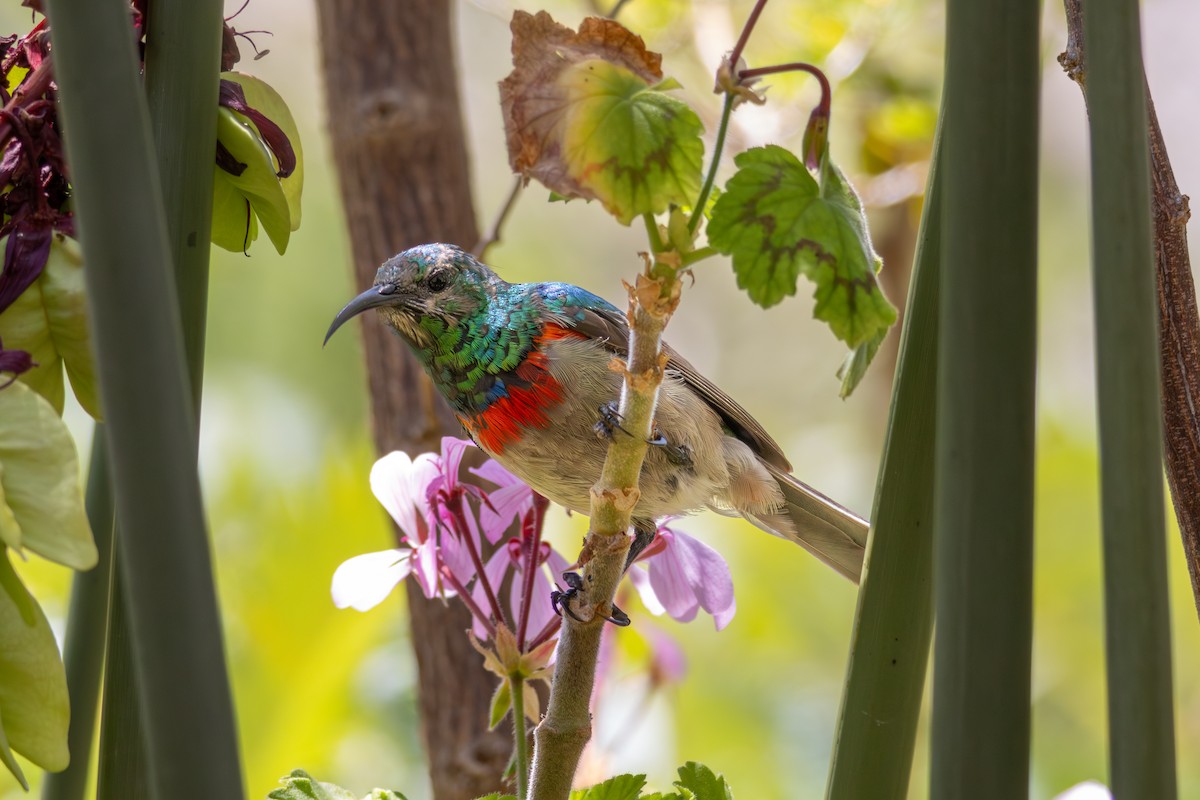 Southern Double-collared Sunbird - ML646521446