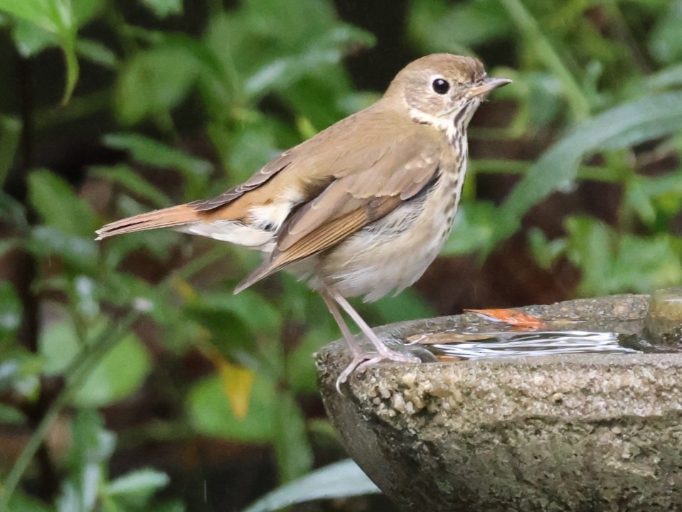 Grive solitaire - ML646521451