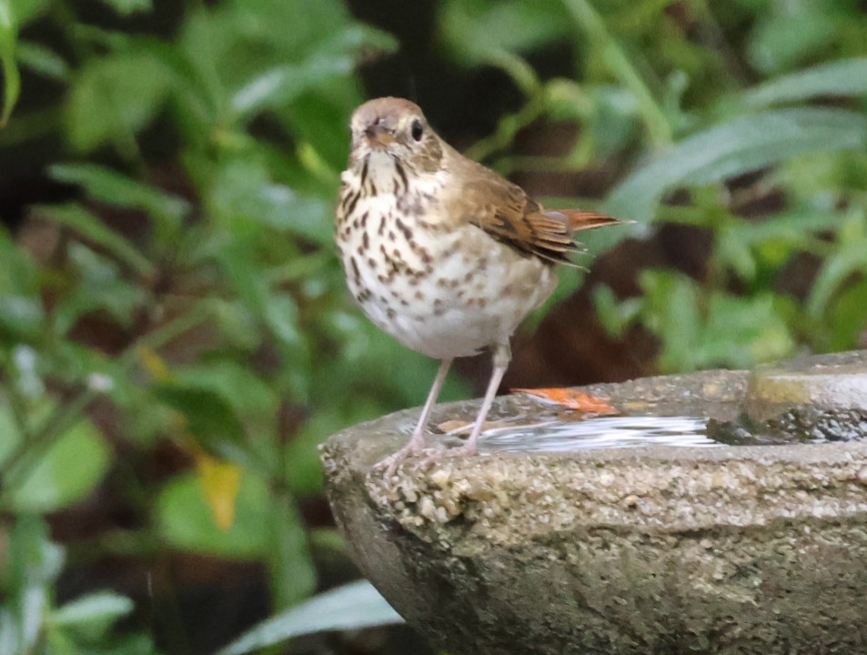 Grive solitaire - ML646521452