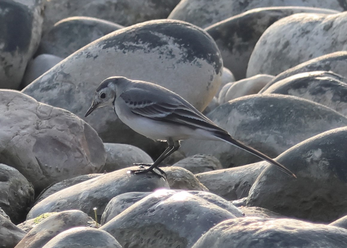 White Wagtail (White-faced) - ML646521453