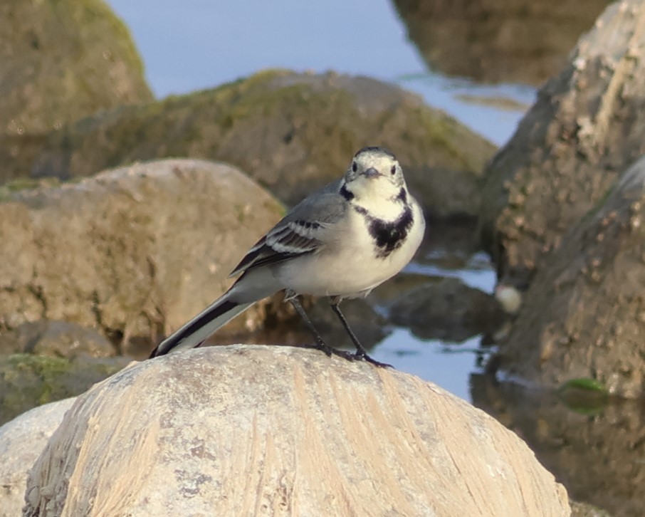 White Wagtail (White-faced) - ML646521454