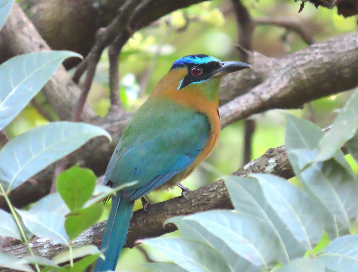 Motmot de Lesson - ML646521456