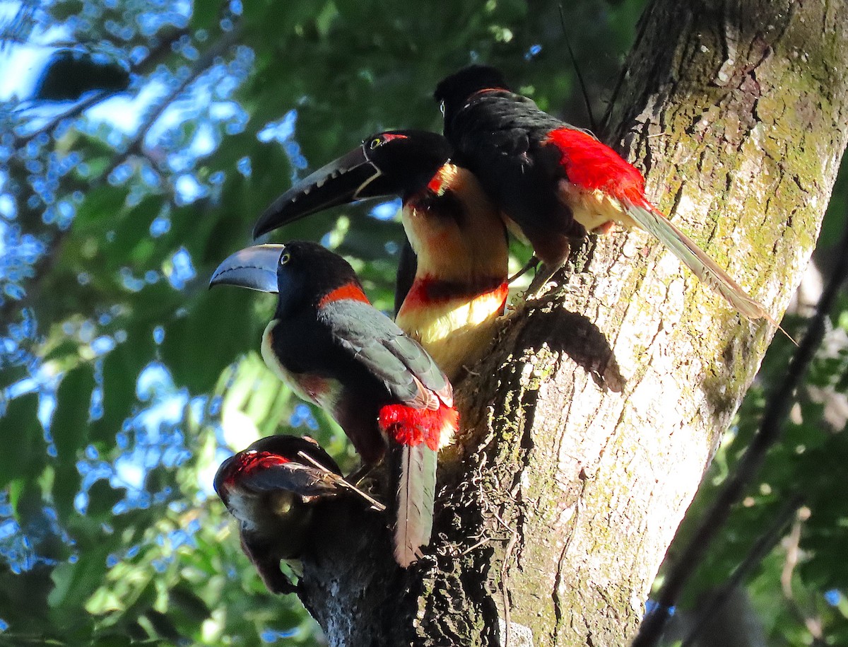 Araçari à collier - ML646521464