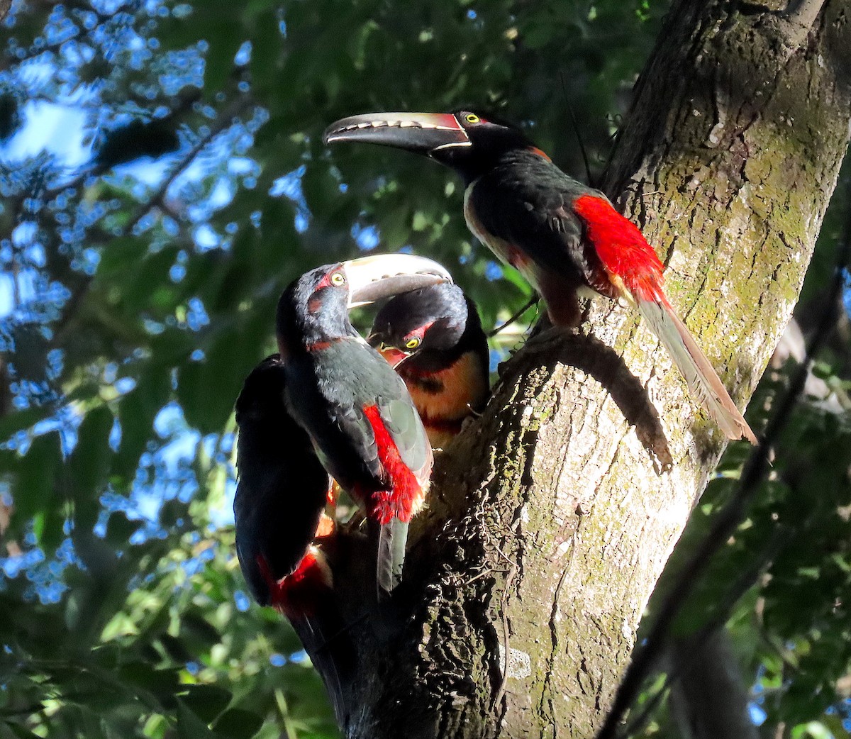 Araçari à collier - ML646521465