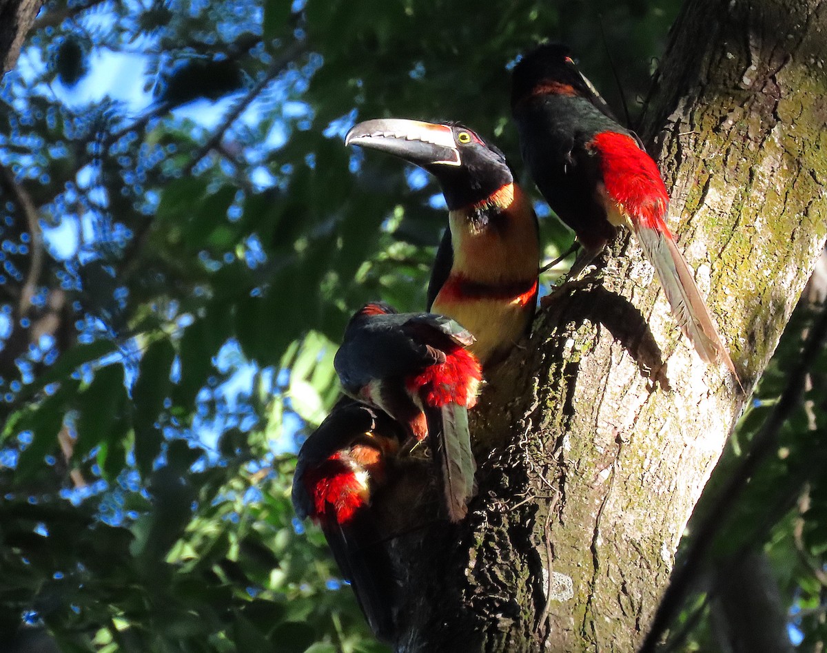 Araçari à collier - ML646521466