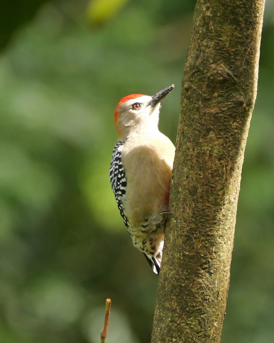 Red-crowned Woodpecker - ML646521468