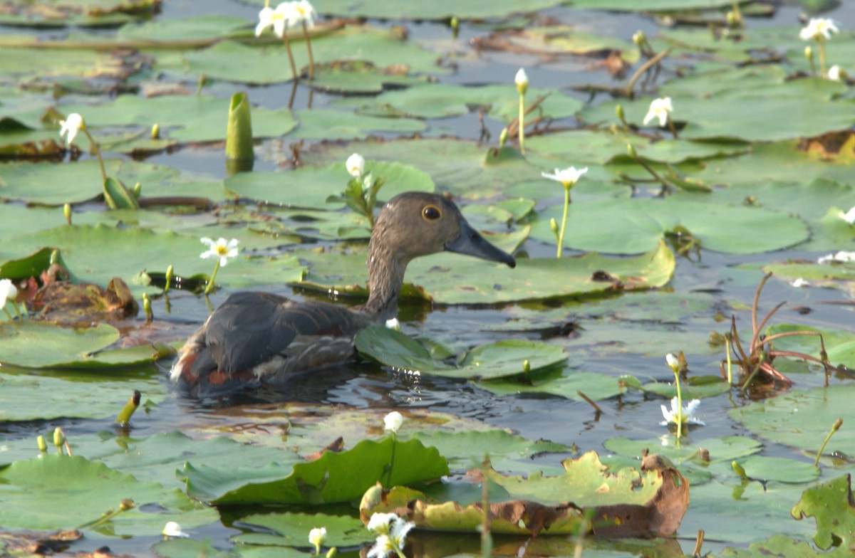 Lesser Whistling-Duck - ML646521469
