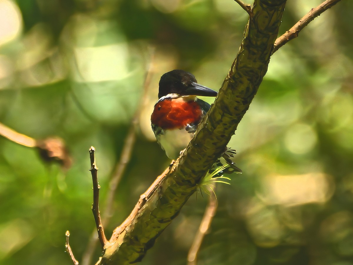 Green Kingfisher - ML646521475