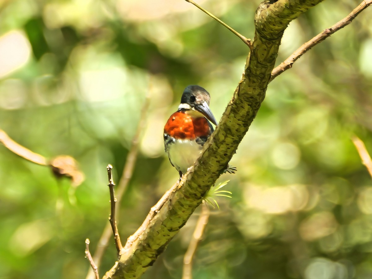 Green Kingfisher - ML646521476