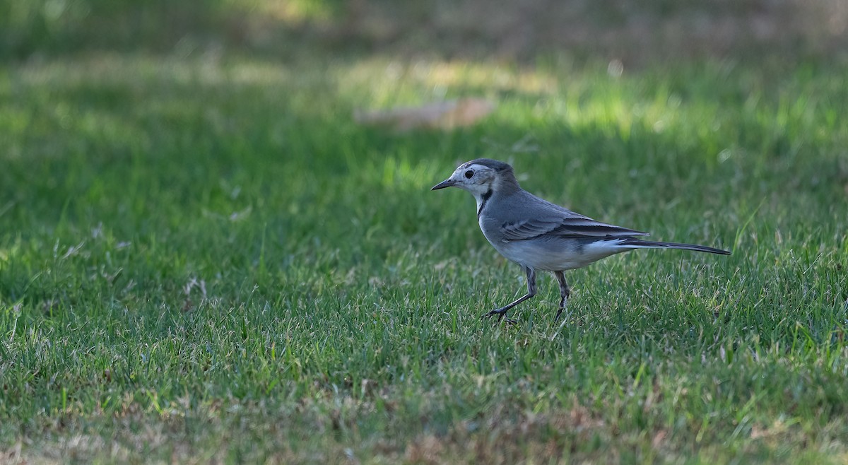 White Wagtail - ML646521480