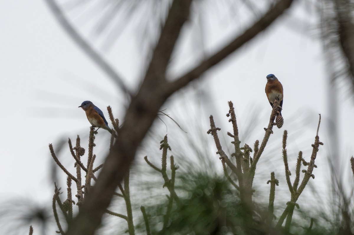 Eastern Bluebird - ML646521481
