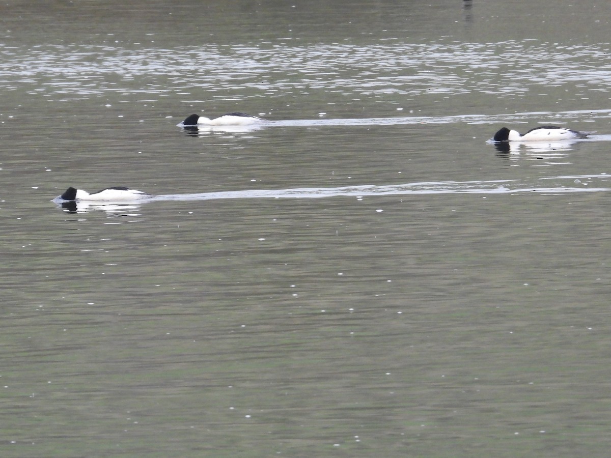 Serreta Grande - ML646521482