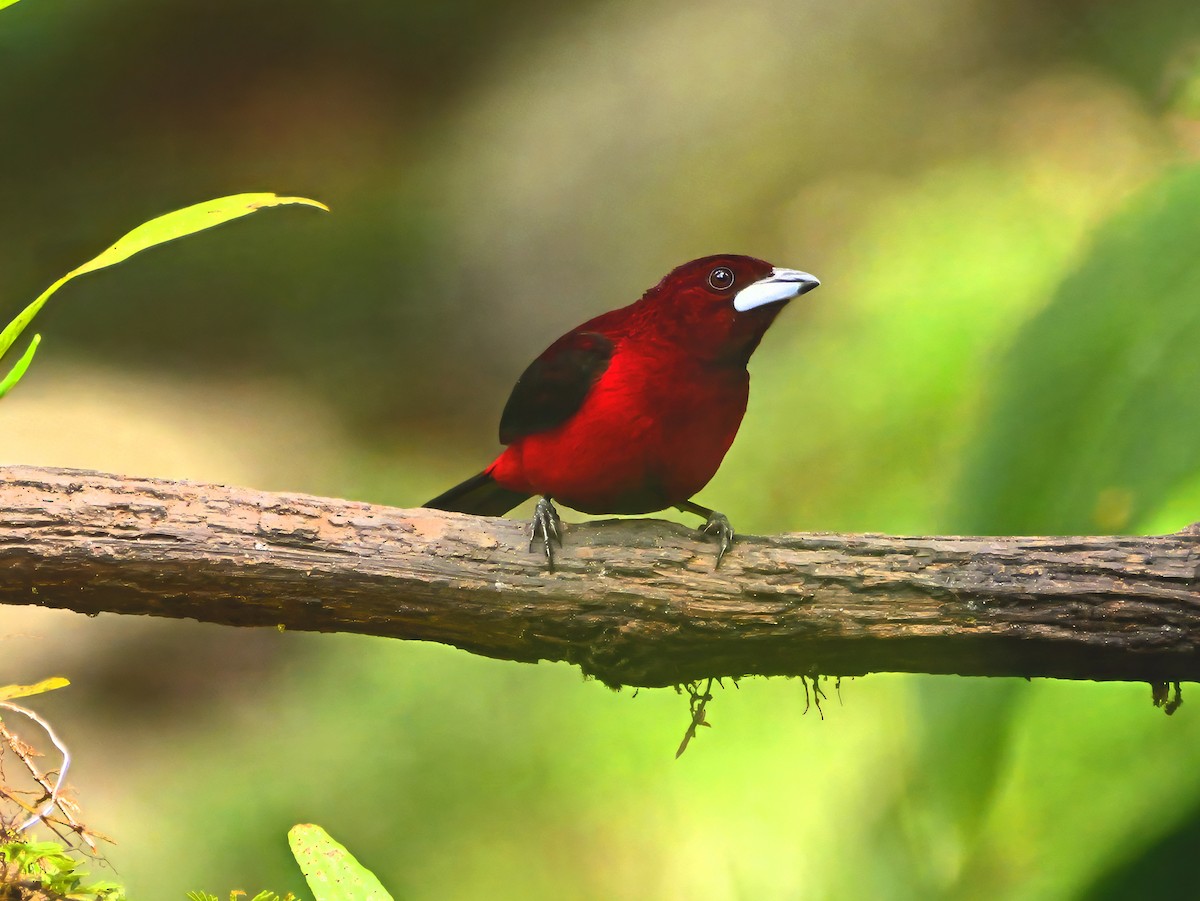 Crimson-backed Tanager - ML646521486