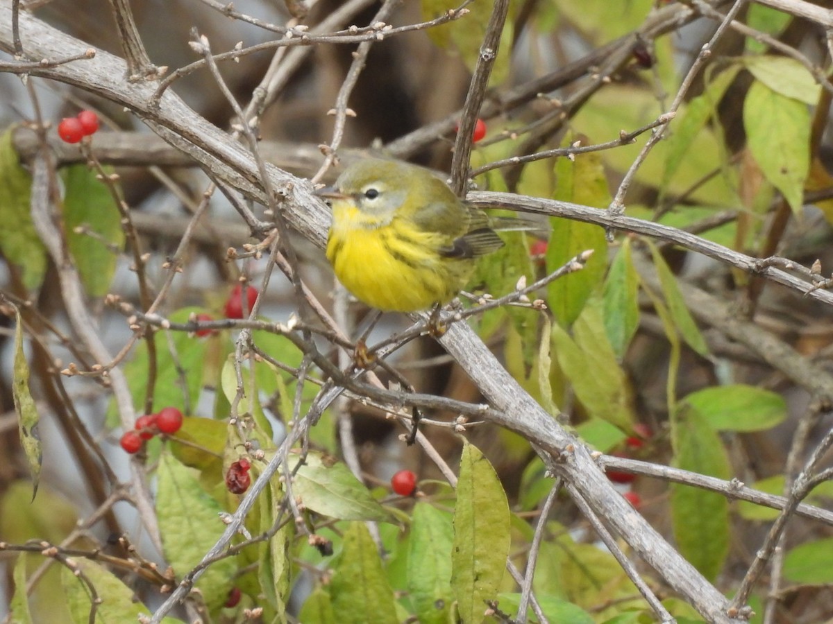 Prairie Warbler - ML646521487