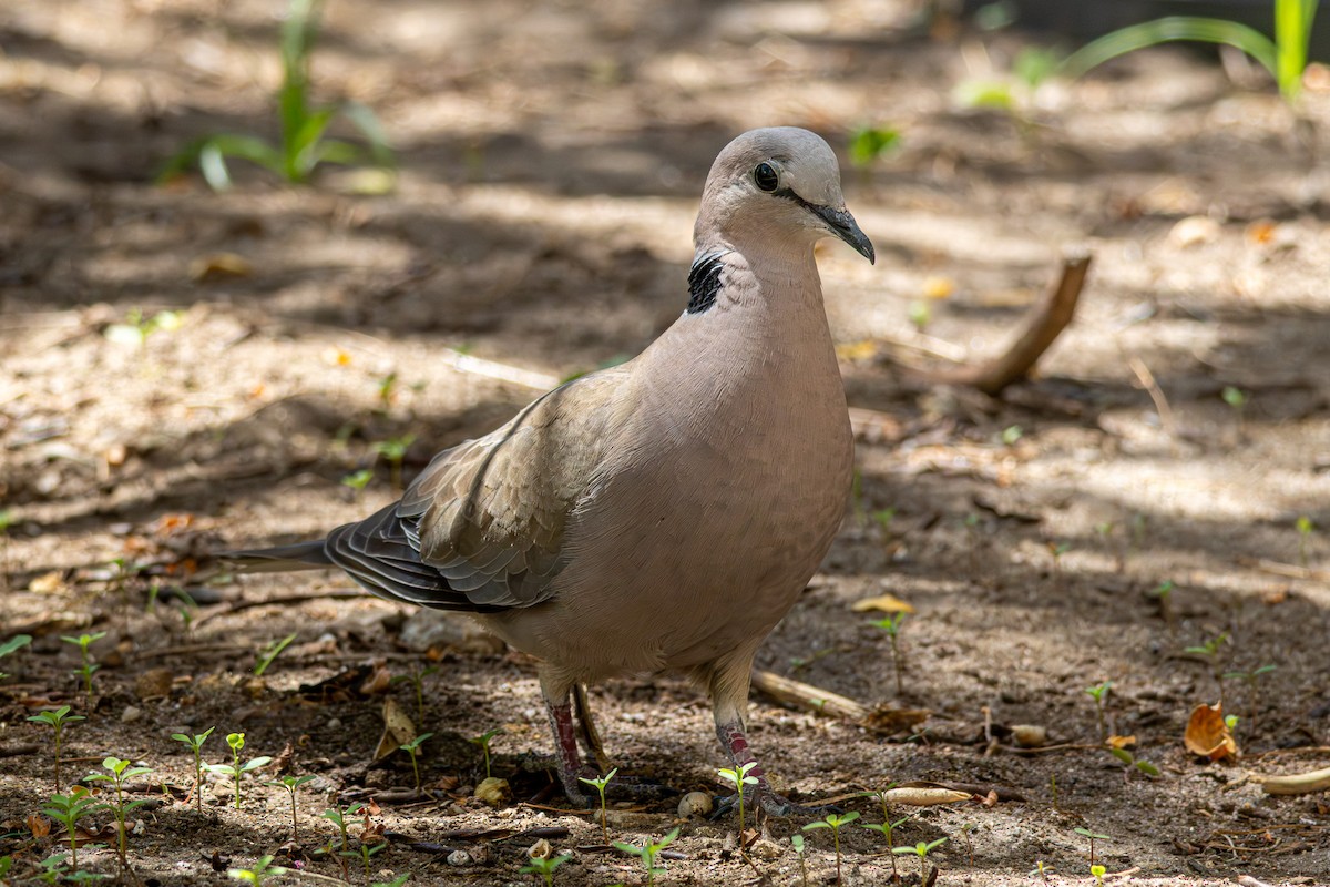 Ring-necked Dove - ML646521489