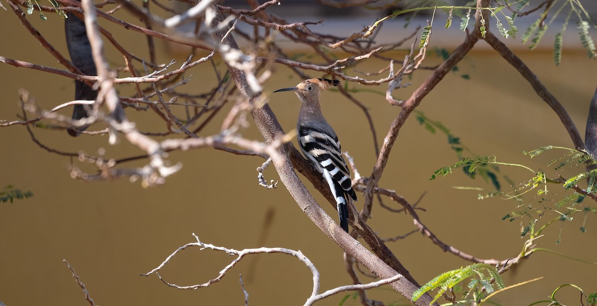 Common Hoopoe - ML646521490