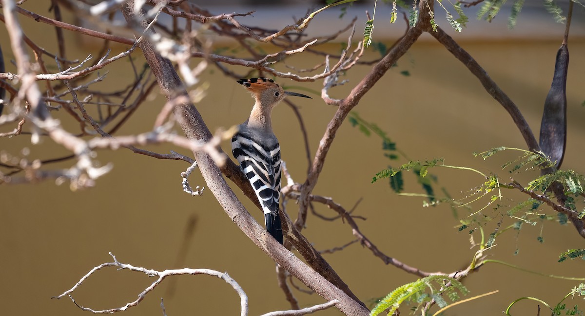 Common Hoopoe - ML646521491