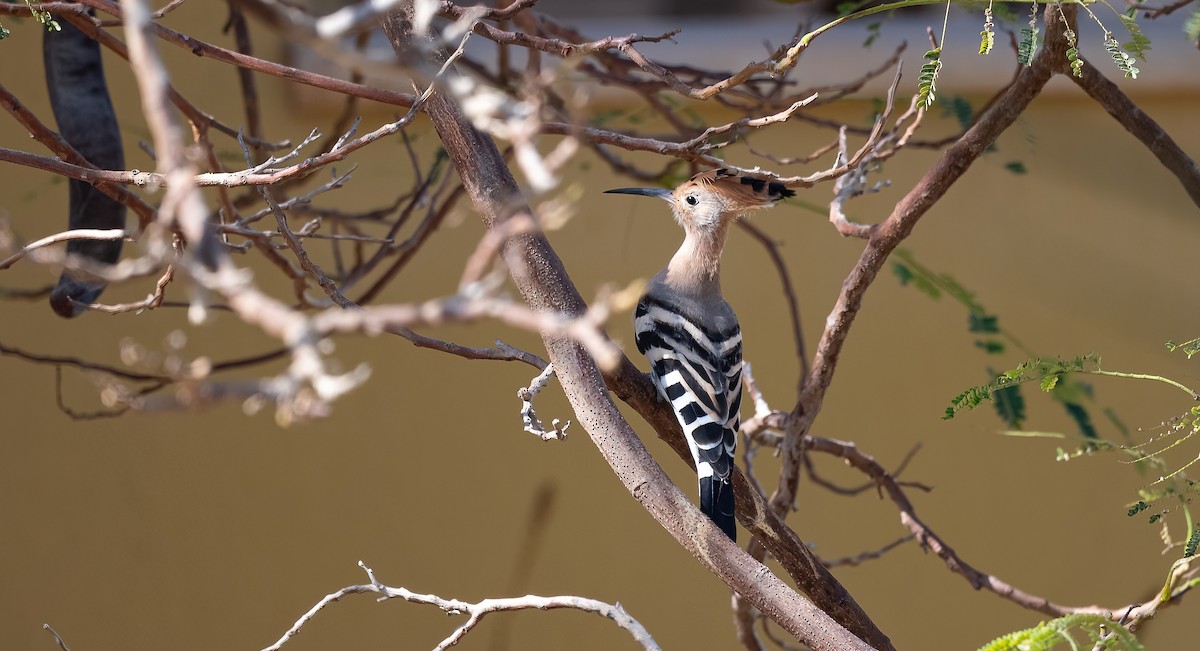 Common Hoopoe - ML646521492