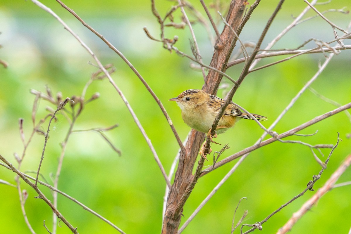 Zitting Cisticola - ML646521500