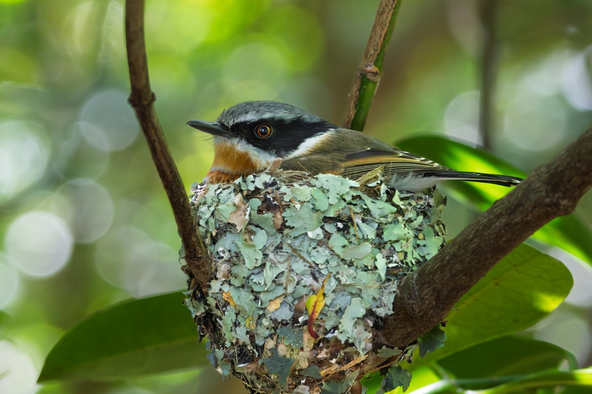 Cape Batis - ML646521501