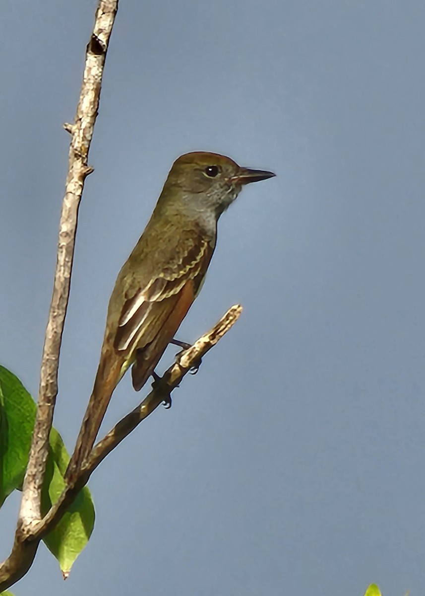 Great Crested Flycatcher - ML646521505