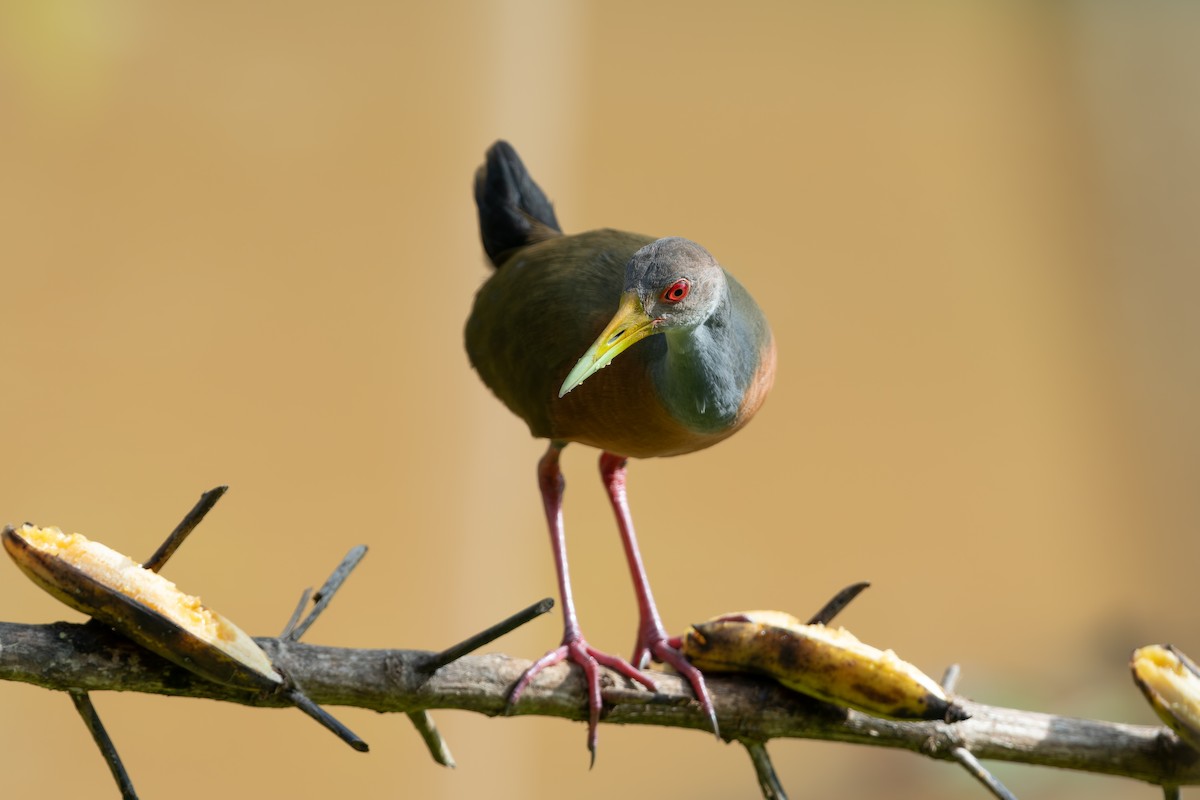 Cotara Chiricote - ML646521510