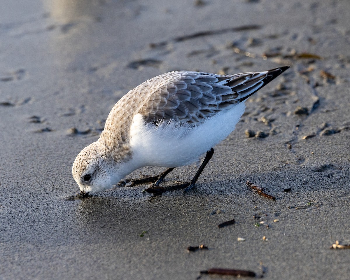 Correlimos Tridáctilo - ML646521513