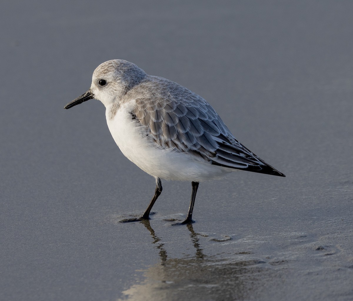 Correlimos Tridáctilo - ML646521514