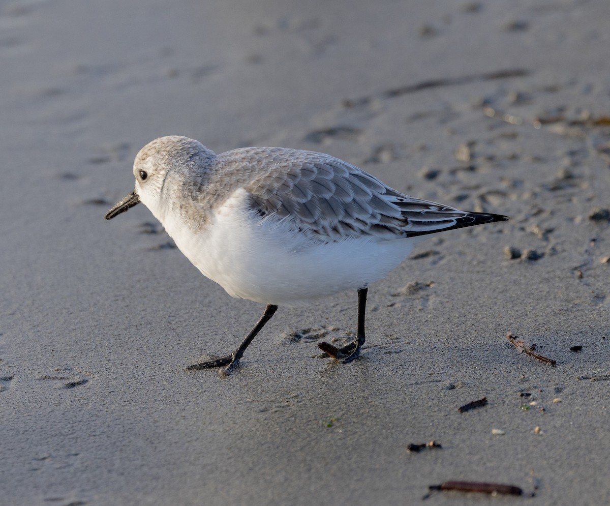 Correlimos Tridáctilo - ML646521515