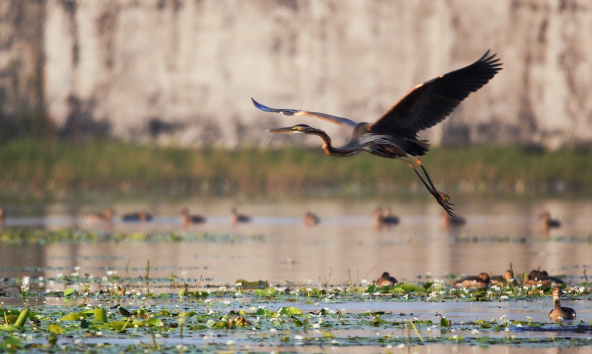 Garza Imperial - ML646521516