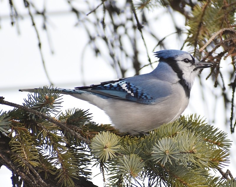 Chara Azul - ML646521518