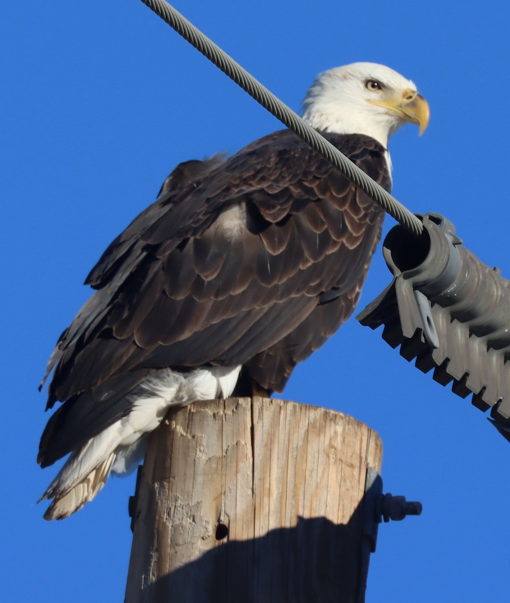 Pigargo Americano - ML646521520