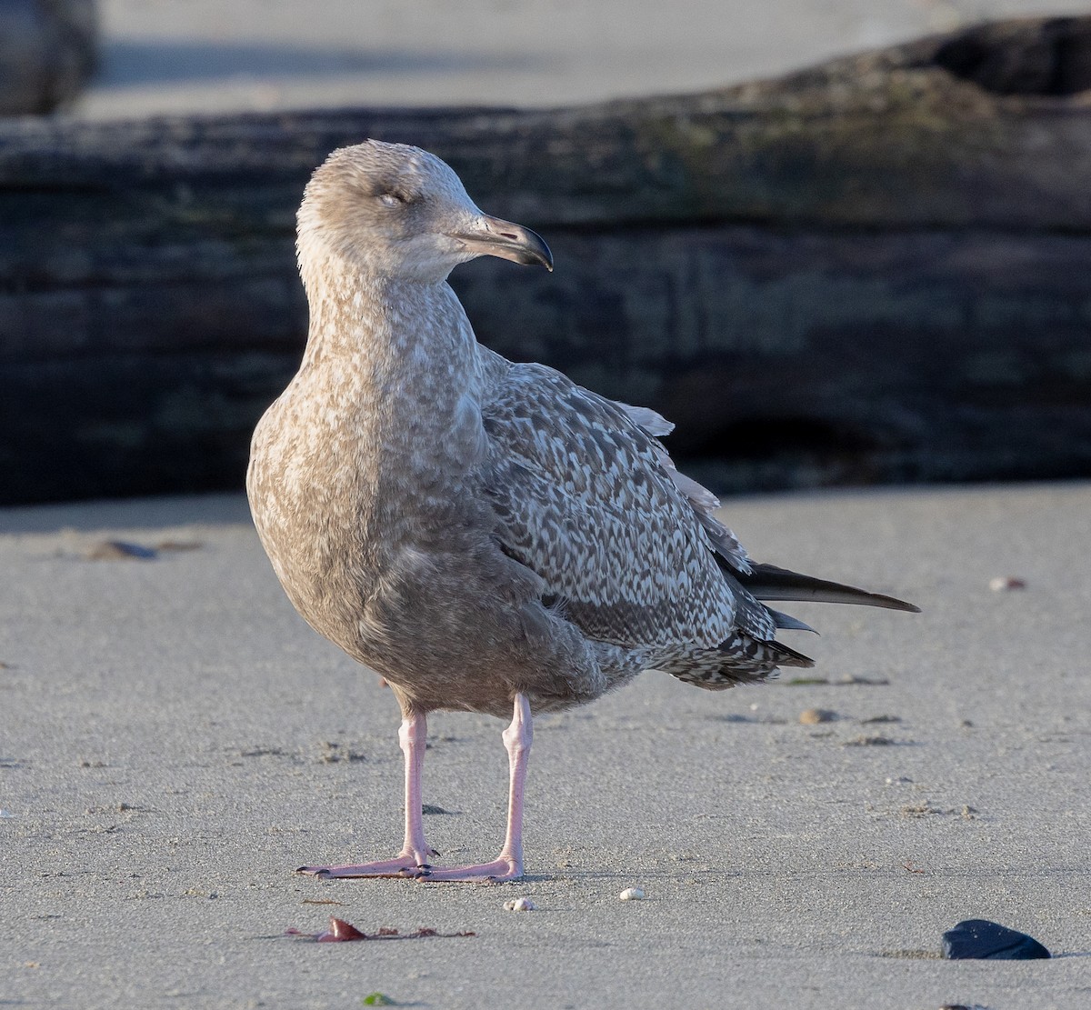 Gaviota Argéntea Americana - ML646521521