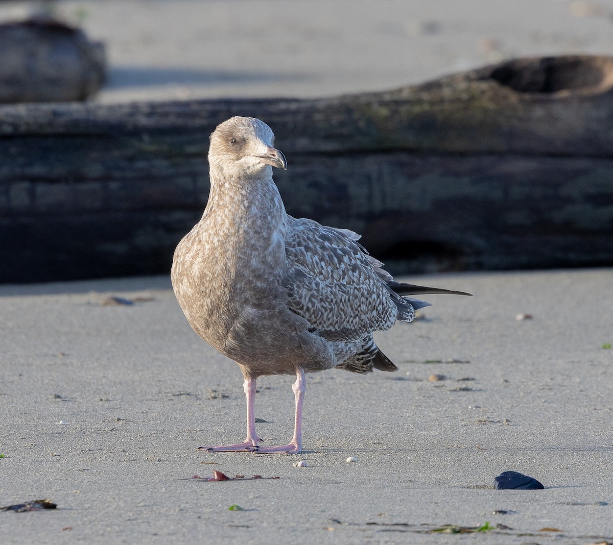 Gaviota Argéntea Americana - ML646521522