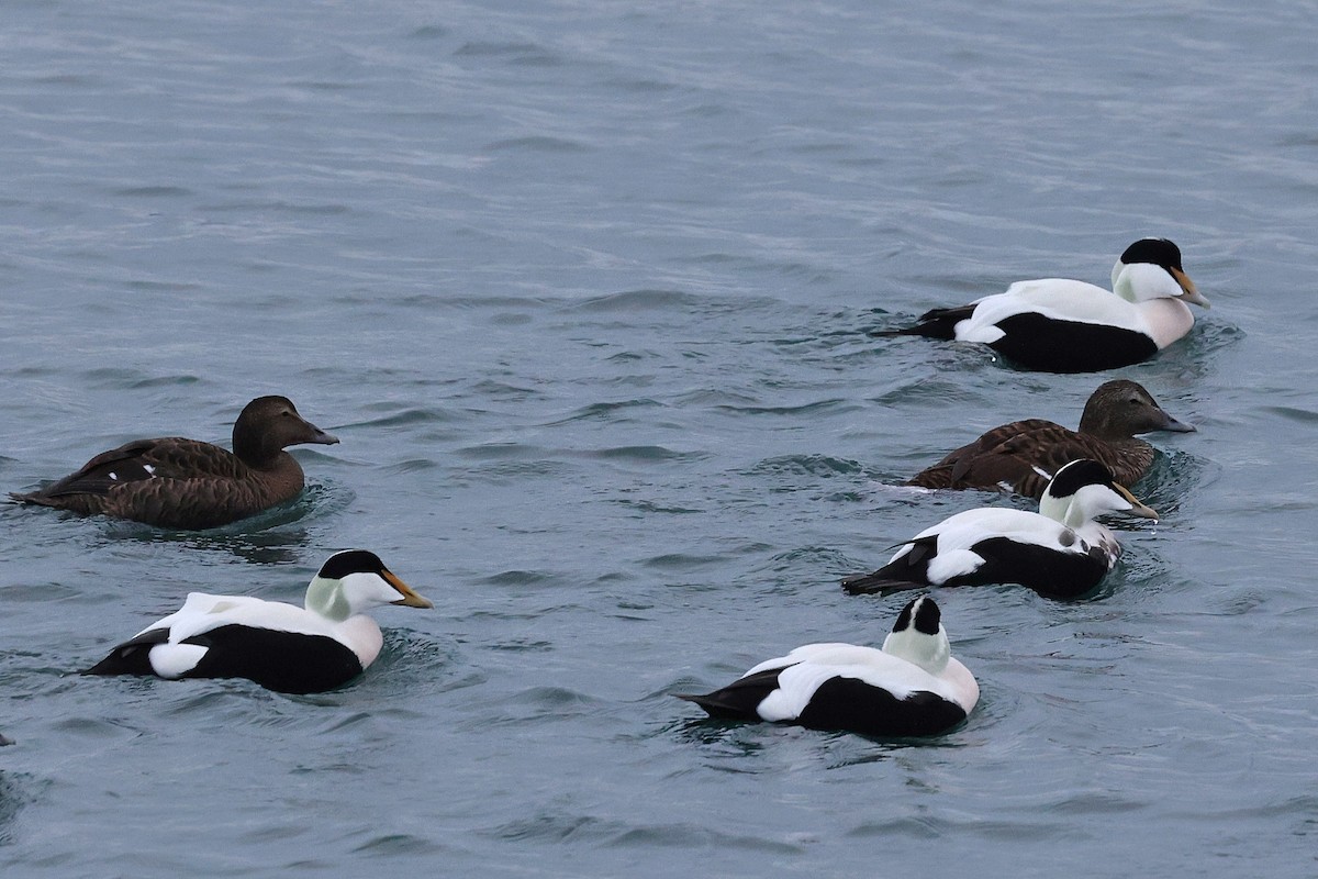 Éider Común - ML646521523