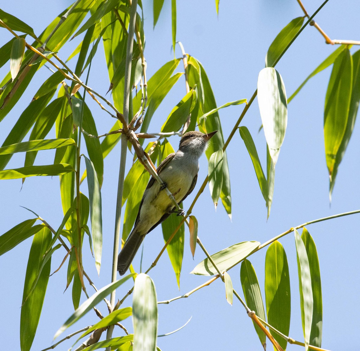 Copetón de Swainson - ML646521524