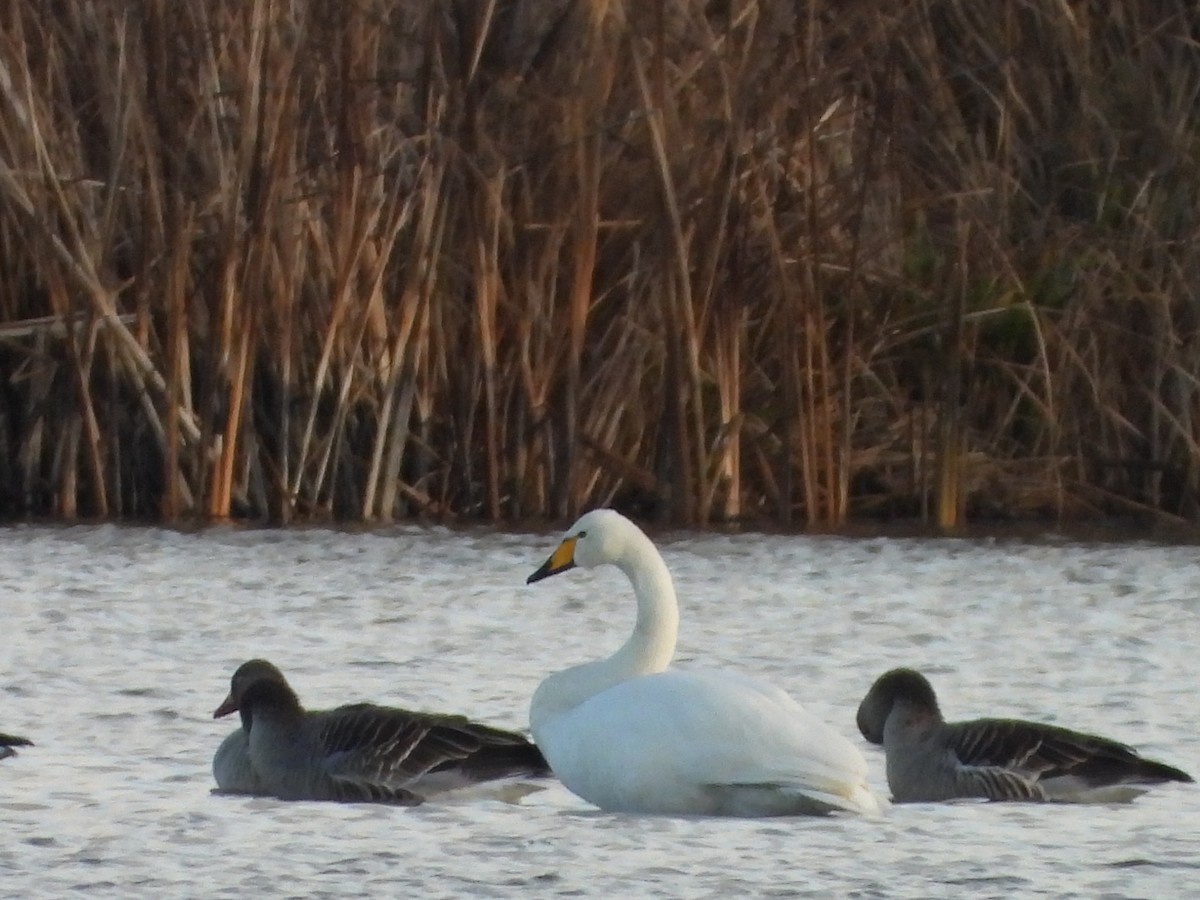 Cisne Cantor - ML646521526