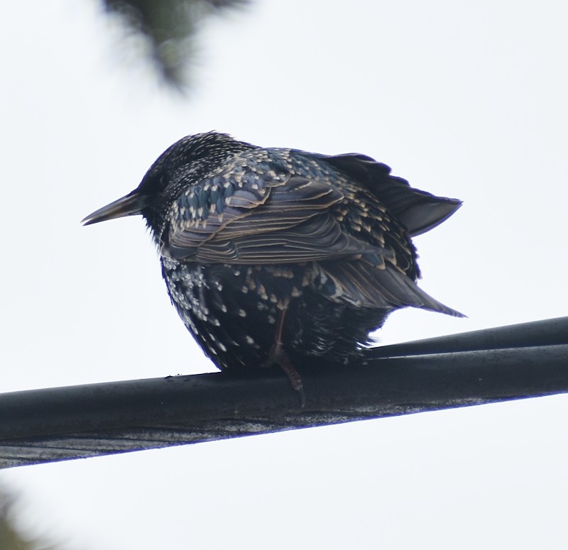 Estornino Pinto - ML646521527