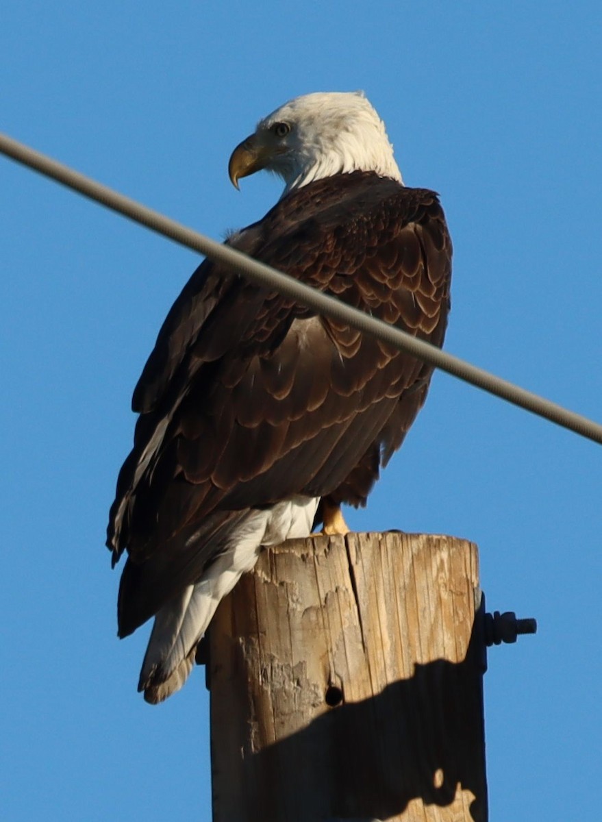 Pigargo Americano - ML646521528