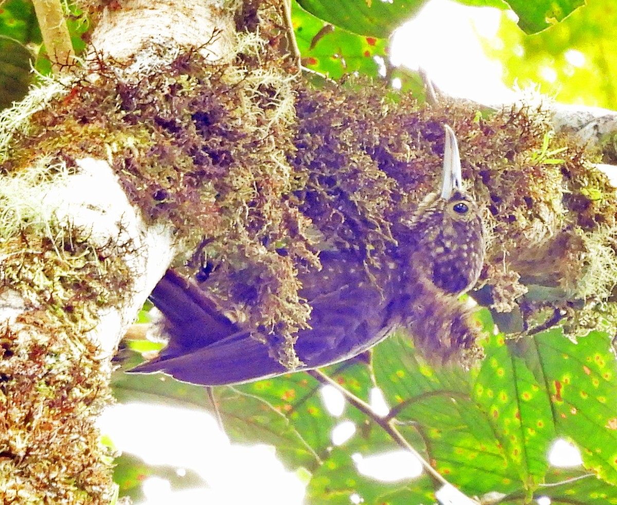 Trepatroncos Dorsioliva - ML646521529