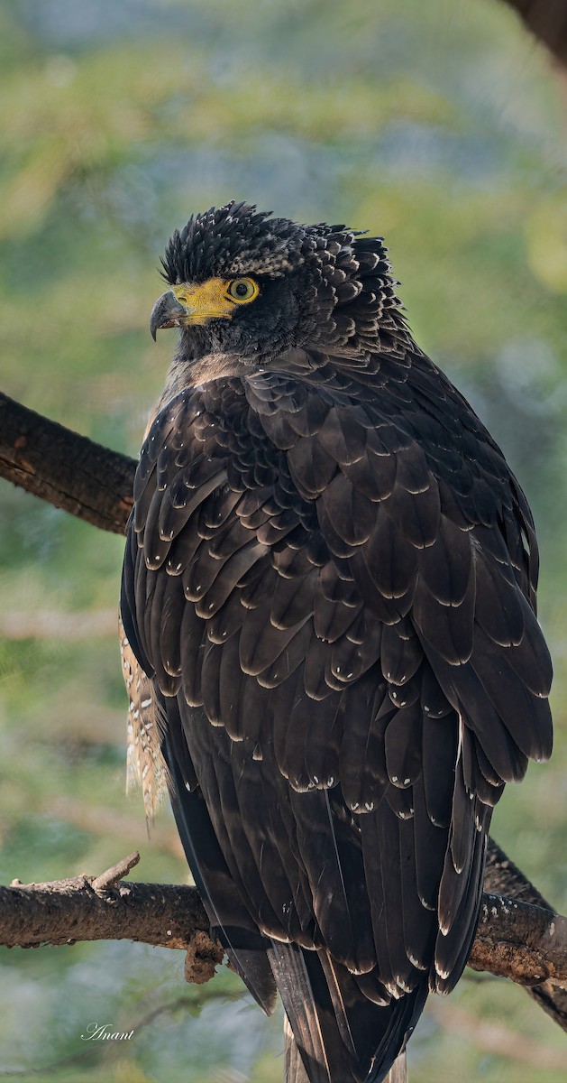 Culebrera Chiíla - ML646521530